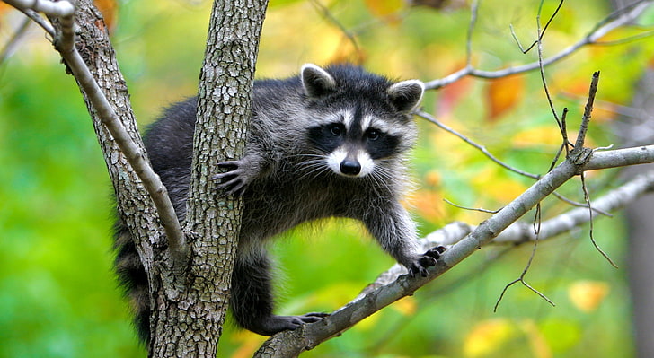 Raccoon In A Tree, black and gray raccoon, Animals, Wild, Tree, Photography, Animal, raccoon, HD wallpaper
