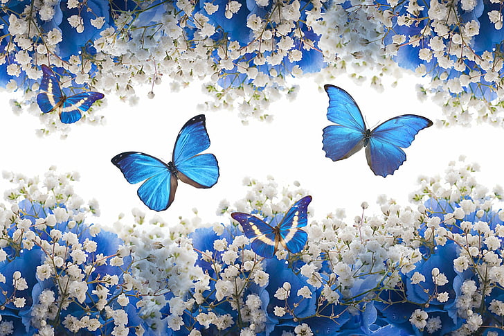 فني ، فراشة ، مجردة ، زرقاء ، زهرة ، زهرة بيضاء، خلفية HD