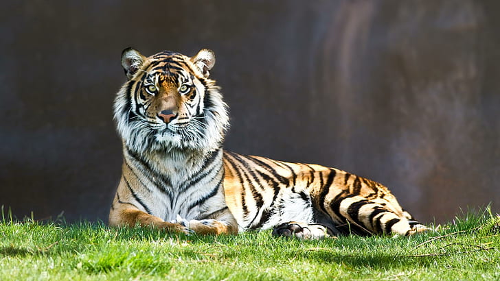 Взгляд, тигр, большие кошки, животные, HD обои