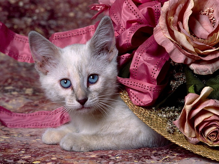 short-furred white and grey kitten, kitten, gray, face, sad, HD wallpaper