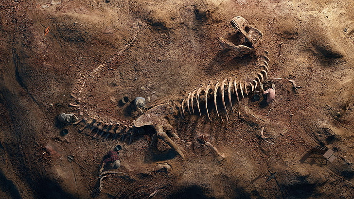 T-Rex Fossil, T-Rex, Fossil, HD wallpaper