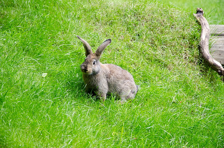 brown rabbit, hare, grass, walk, HD wallpaper