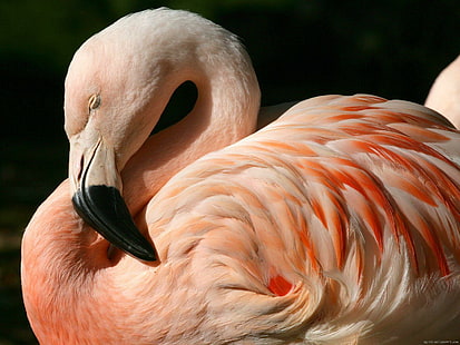 Фламинго спит, розовый фламинго, животное, фламинго, розовый, сон, птица, HD обои HD wallpaper
