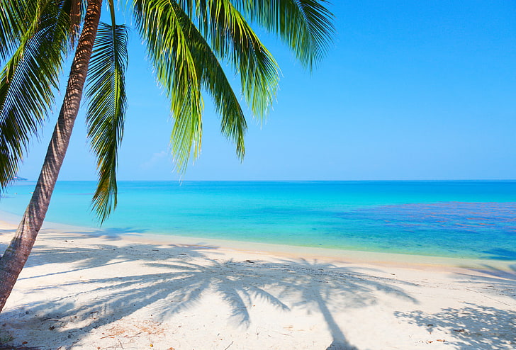 shore and tree, sand, sea, beach, landscape, reflection, Palma, blue sky, HD wallpaper