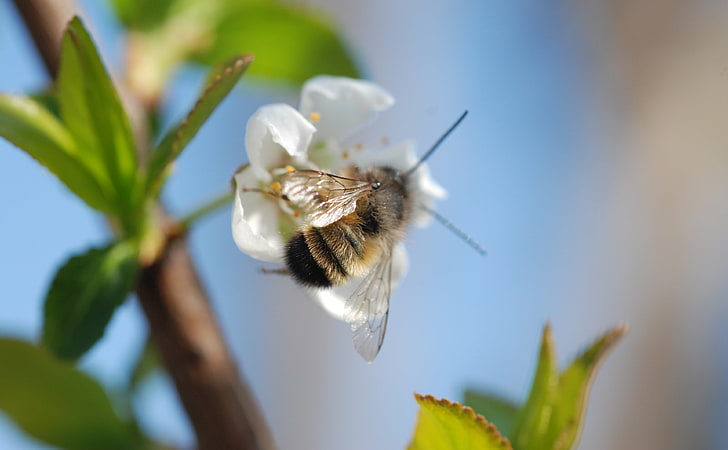 Bee, bee perched on white petaled flower in selective focus photography, Animals, Insects, Spring, Green, Animal, bee, HD wallpaper