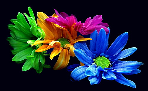 empat bunga aneka warna, krisan, bunga-bunga, warna-warni, close-up, Wallpaper HD HD wallpaper