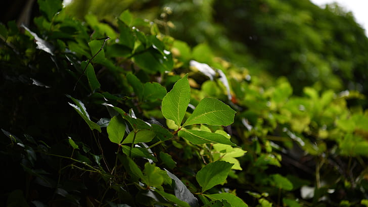 Зелена листна макро фотография, зеленолистно растение, зелено, листа, макро, фотография, HD тапет