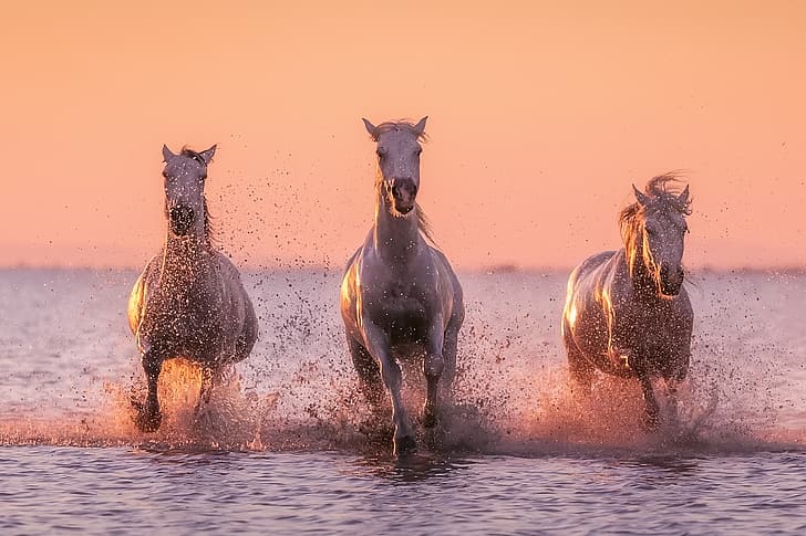 water, squirt, horse, white horse, HD wallpaper