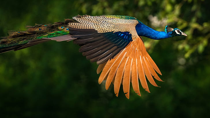 Птици индийски паун или пауни индийски паун цветни птици със зелени и сини пера Ultra HD тапети за настолни мобилни телефони и лаптоп 3840 × 2160, HD тапет