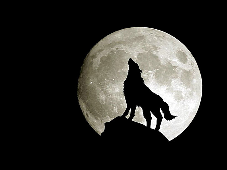 หมาป่าภายใต้วอลล์เปเปอร์พระจันทร์เต็มดวง, สัตว์, หมาป่า, มืด, หอน, ดวงจันทร์, วอลล์เปเปอร์ HD