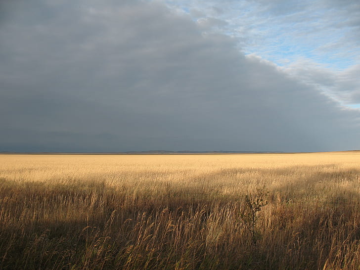 Boundless, Field, Wheat, Harvesting, Horizon, dom, Sky, HD wallpaper