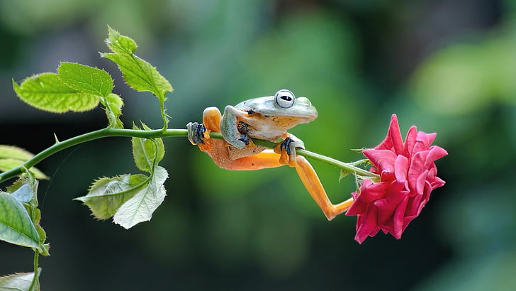 funny, frog, wildlife, rose, amphibian, flower, HD wallpaper