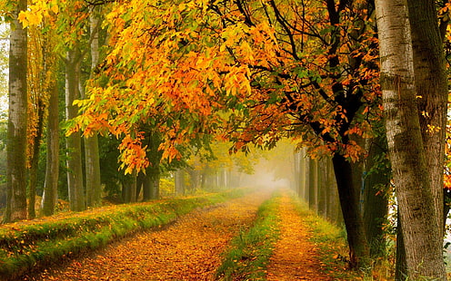 Höstens natur, park, skog, träd, gula löv, väg, höst, natur, park, skog, träd, gul, löv, väg, HD tapet HD wallpaper