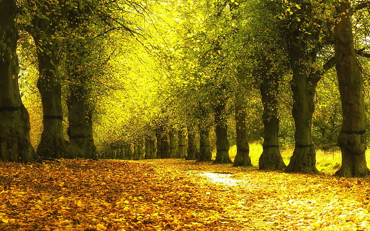 alley foliage autumn trees-HD Desktop Wallpaper, HD wallpaper