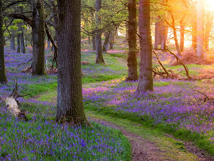 Escócia, linda natureza, floresta, árvores, grama, flores, manhã, raios de sol, Escócia, Linda, Natureza, Floresta, Árvores, grama, Flores, manhã, sol, raios, HD papel de parede