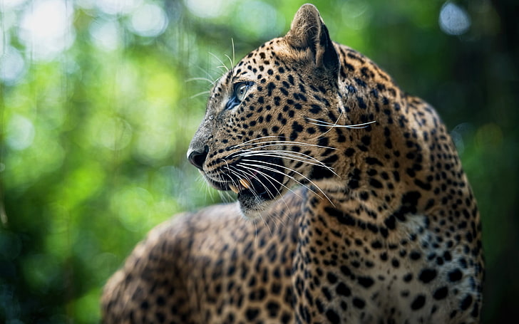 Leopard Growl Look, fotografi fokus selektif dari jaguar, Hewan, Leopard, Wallpaper HD