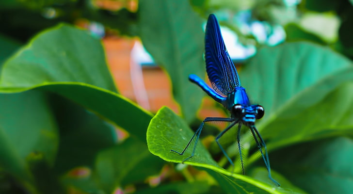 Синяя стрекоза, голубая красотка, животные, насекомые, макро, HD обои