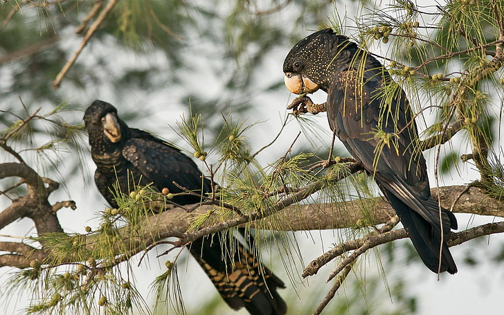 Fåglar, glansig svart kakadua, HD tapet