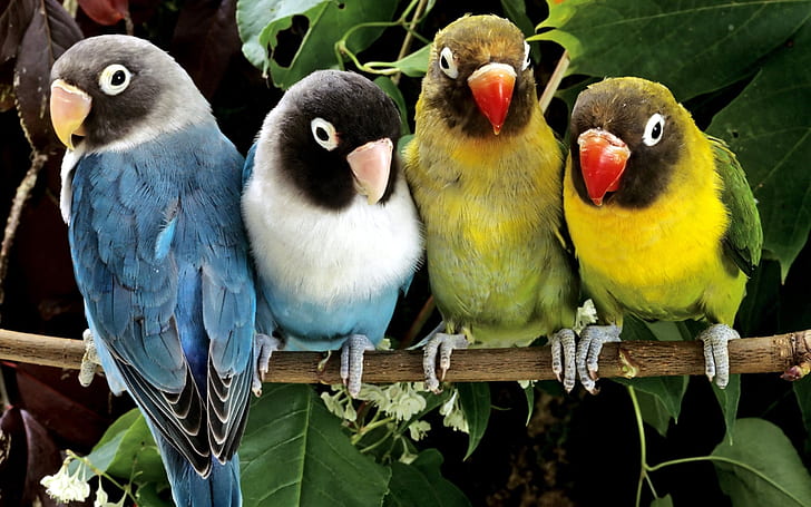 птици папагали обичат птици 2560x1600 Животни Птици HD Art, папагали, ПТИЦИ, HD тапет