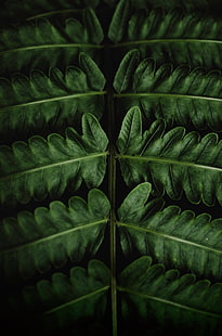 зелен лист, папрат, листа, зелен, едър план, HD тапет HD wallpaper