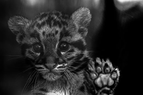 взгляд, кошечка, окрас, дикая кошка, дымчатый леопард, HD обои HD wallpaper