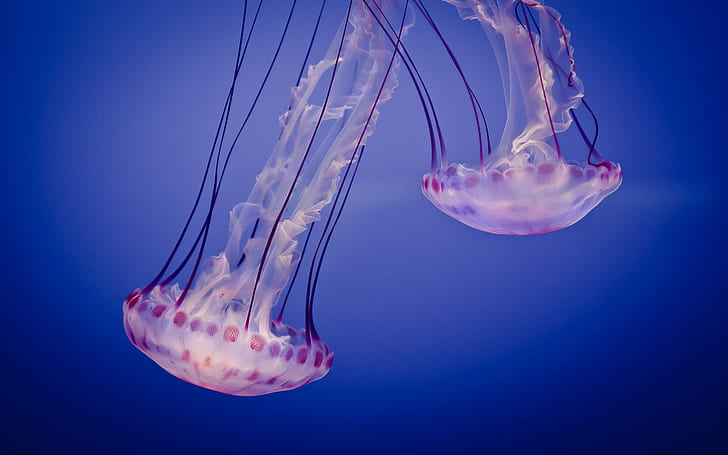 jellyfish, animals, underwater, HD wallpaper