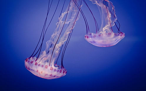 jellyfish, animals, underwater, HD wallpaper HD wallpaper