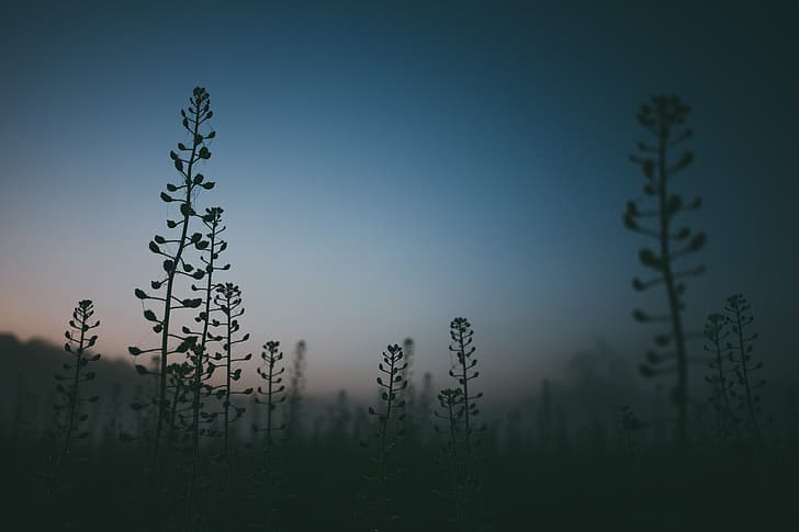 plants, sunrise, morning, mist, blue, sky, HD wallpaper
