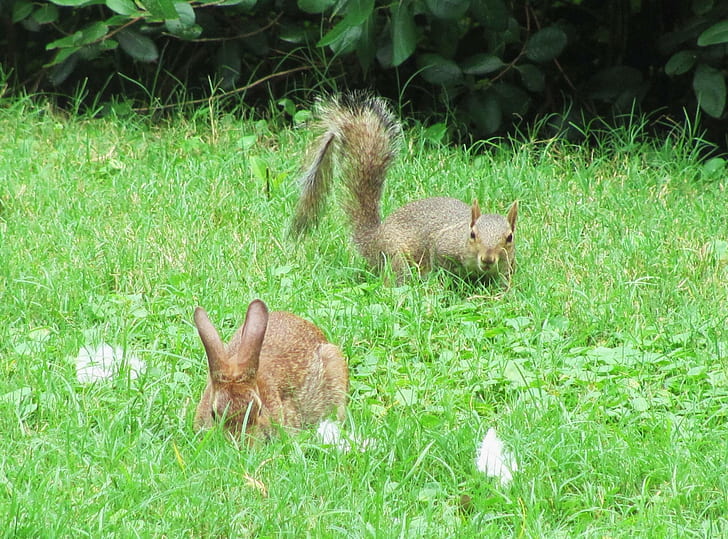 Bunny Squirrel Hanging Out, белка, кролик, животные, вместе, HD обои