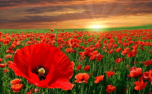 Sunset Poppy Field HD Wallpaper, flor de amapola común roja, Estaciones, Verano, Puesta de sol, Campo, Amapola, Fondo de pantalla HD HD wallpaper