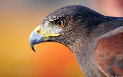Vögel, Natur, Adler, Weißkopfseeadler, HD-Hintergrundbild HD wallpaper