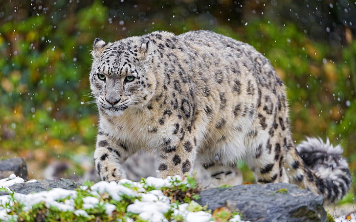 snow leopard-animal Photo Wallpaper, brown snow leopard, HD wallpaper