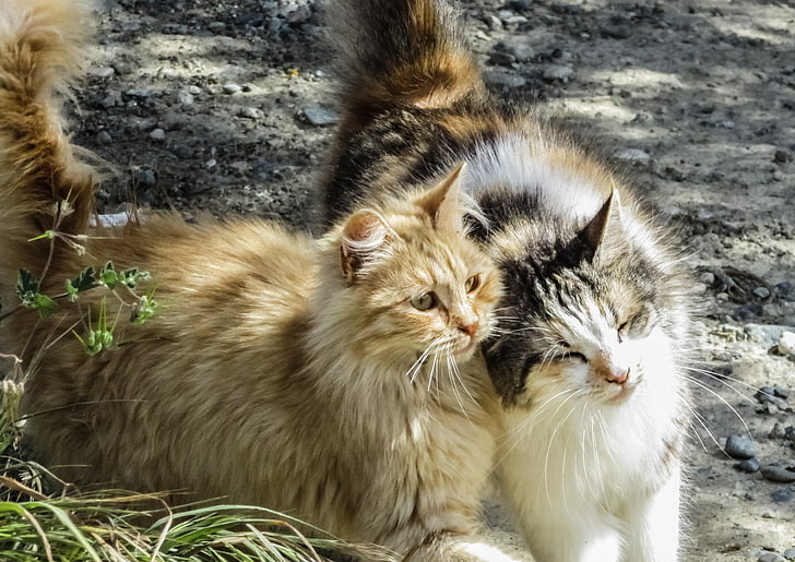 langhaarige braune Katze, Katzen, Paar, flauschig, HD-Hintergrundbild