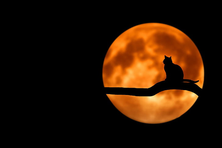 котка, нощ, луната, мистик, черен фон, черна котка, кръвна луна, силует на клон, демон нощ, HD тапет