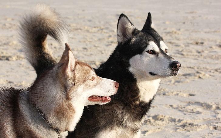 dua huskies Siberia dewasa, malamute, anjing, main-main, wajah, Wallpaper HD