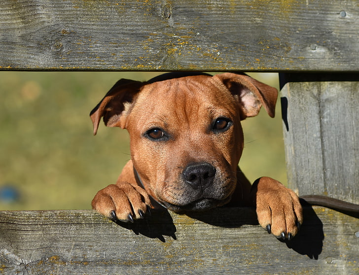 guarda, faccia, recinzione, cane, Staffordshire bull Terrier, Sfondo HD