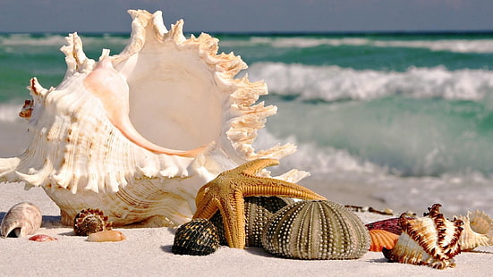 summer, holiday, beach, shells, HD wallpaper HD wallpaper