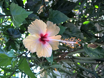 زهور الكركديه، خلفية HD HD wallpaper