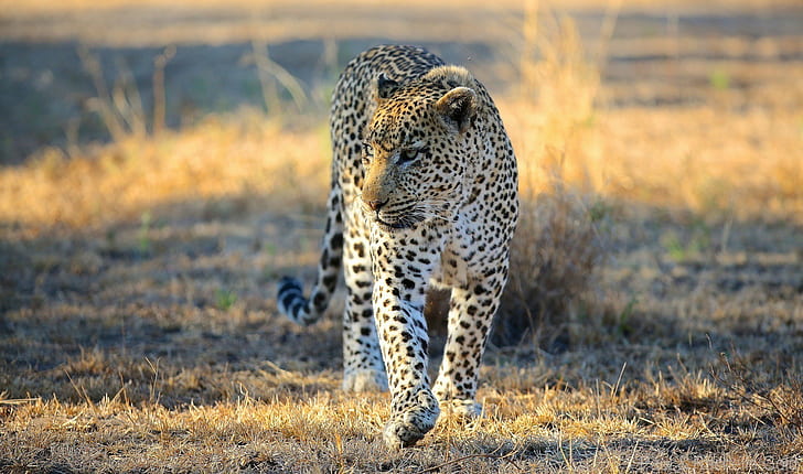 Leopard, Africa, Savannah, black and white leopard, predator, face, wild cat, walk, Africa, leopard, Savannah, HD wallpaper