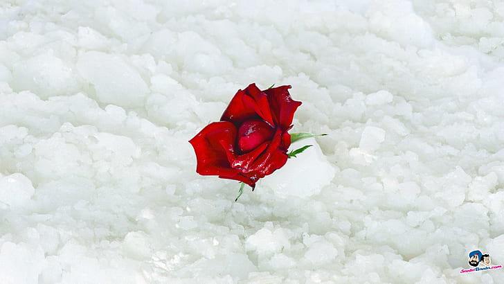 Снежная роза, мату, амит, омдэйв, хрдаве, 3d и аннотация, HD обои