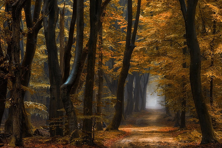 brown and black wooden decor, nature, landscape, forest, path, mist, fall, yellow, leaves, trees, morning, daylight, HD wallpaper