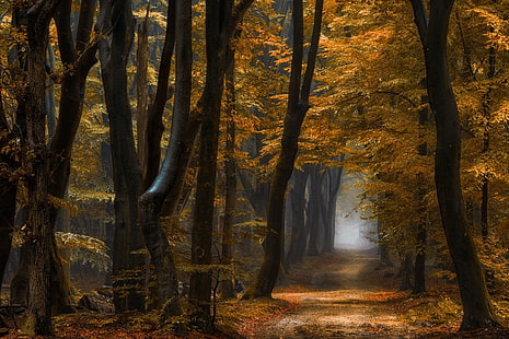 brązowy i czarny wystrój drewniany, natura, krajobraz, las, ścieżka, mgła, jesień, żółty, liście, drzewa, poranek, światło dzienne, Tapety HD HD wallpaper
