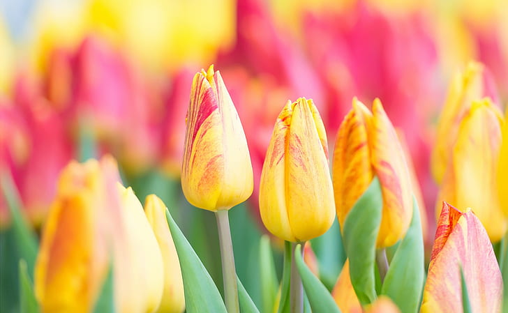 colorful, flowers, plants, tulips, HD wallpaper