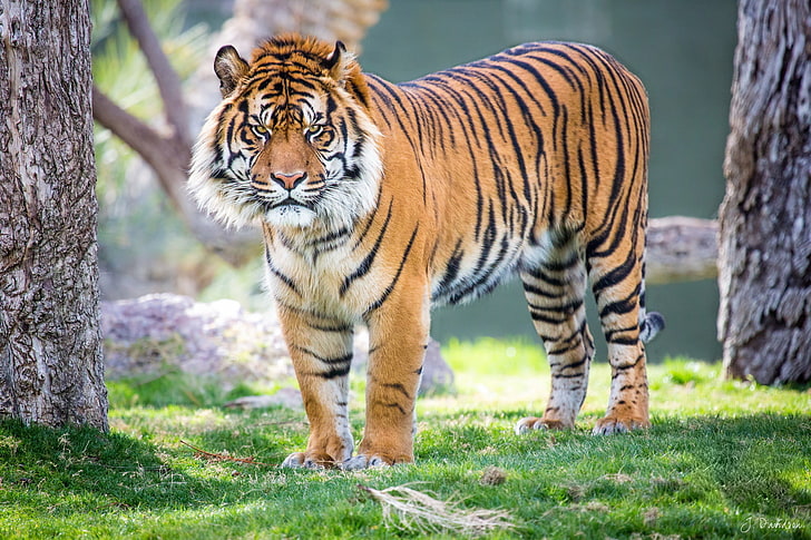 Raubtier, Sumatra, Tiger, HD-Hintergrundbild