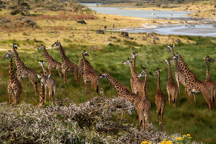 Africa, giraffes, nature, animals, HD wallpaper