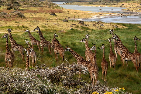 Африка, жирафы, природа, животные, HD обои HD wallpaper