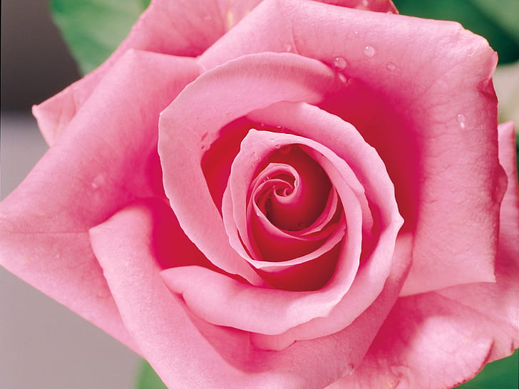 Une rose rose, rose, rose, Fond d'écran HD