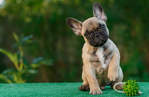 ของเล่นลูกสุนัขเฟรนช์บูลด็อก, วอลล์เปเปอร์ HD HD wallpaper