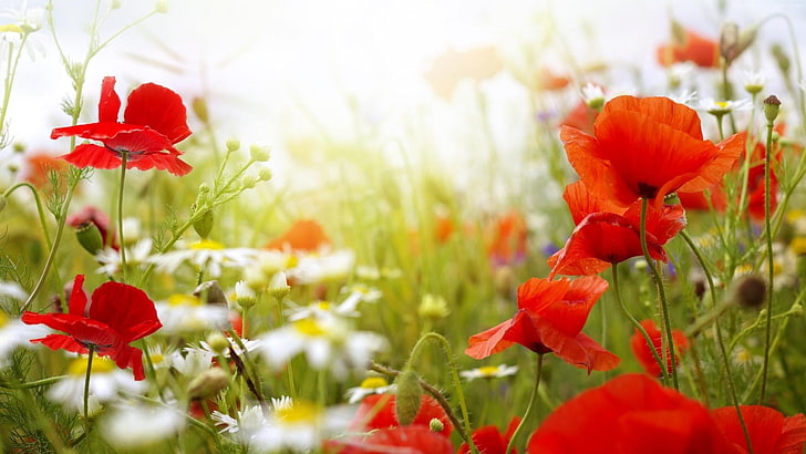 poppy field, poppies, poppy, dasies, flower field, wildflower, blossom, summer, summer time, summertime, HD wallpaper