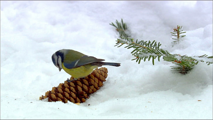 animales, pájaros, nieve, paro, Fondo de pantalla HD